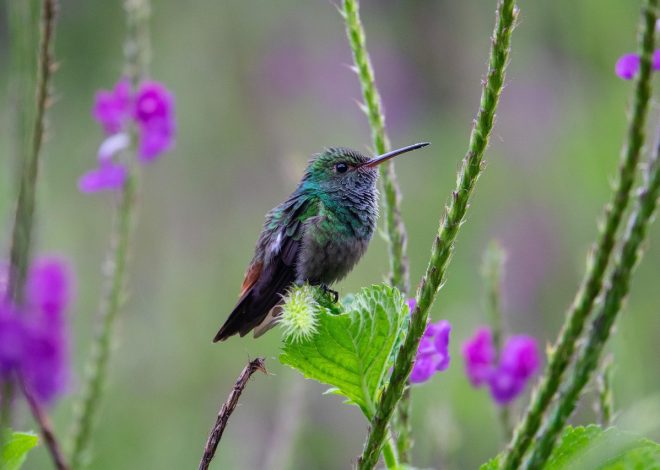 La biodiversité, clé de voûte de notre santé
