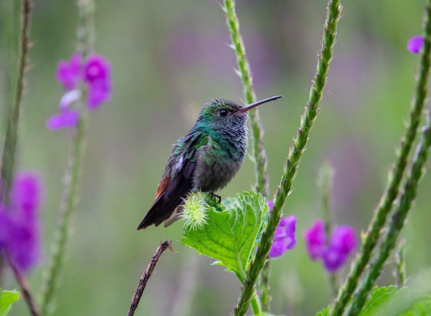 La biodiversité, clé de voûte de notre santé
