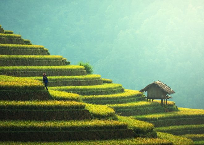 Méthodes de culture durables : comment optimiser votre jardin tout en préservant l’environnement