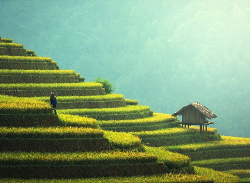 Méthodes de culture durables : comment optimiser votre jardin tout en préservant l’environnement