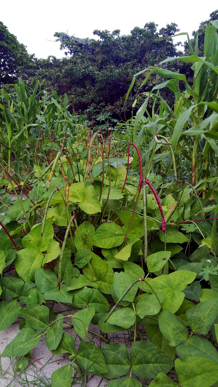 découvrez l'agroforesterie, une pratique durable qui associe agriculture et foresterie pour améliorer la biodiversité, optimiser l'utilisation des ressources et favoriser la production alimentaire tout en préservant les écosystèmes. apprenez comment cette méthode novatrice contribue à la lutte contre le changement climatique et à la durabilité des territoires.
