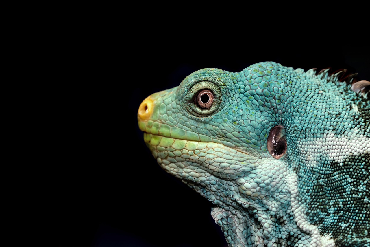 découvrez la richesse de la biodiversité, son importance pour notre écosystème et les actions à entreprendre pour sa préservation. explorez la diversité des espèces, leurs rôles et comment chacun peut contribuer à la sauvegarde de notre planète.