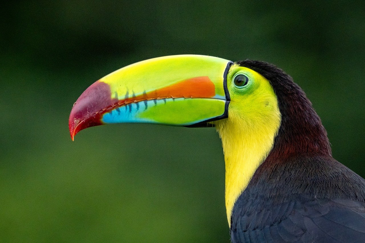 découvrez l'importance de la biodiversité pour notre planète. apprenez comment la diversité des espèces et des écosystèmes contribue à l'équilibre écologique et au bien-être humain, tout en explorant des solutions pour préserver cette richesse naturelle.