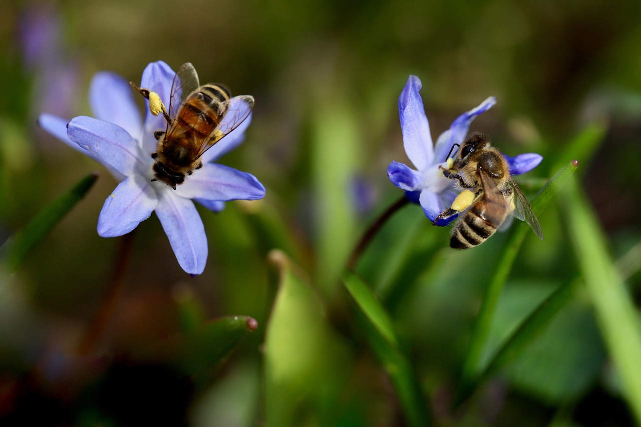 découvrez l'importance de la biodiversité pour notre planète. apprenez comment les écosystèmes interconnectés soutiennent la vie, influencent notre bien-être et sont essentiels pour la santé de la terre. explorez les menaces qui pèsent sur la biodiversité et les actions que nous pouvons entreprendre pour la protéger.