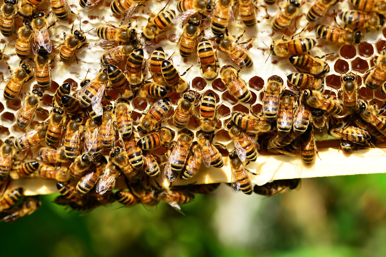 explorez la richesse de la biodiversité, un élément vital de notre planète qui soutient les écosystèmes, favorise l'équilibre naturel et offre des ressources précieuses pour l'humanité. découvrez comment préserver cette diversité exceptionnelle pour les générations futures.