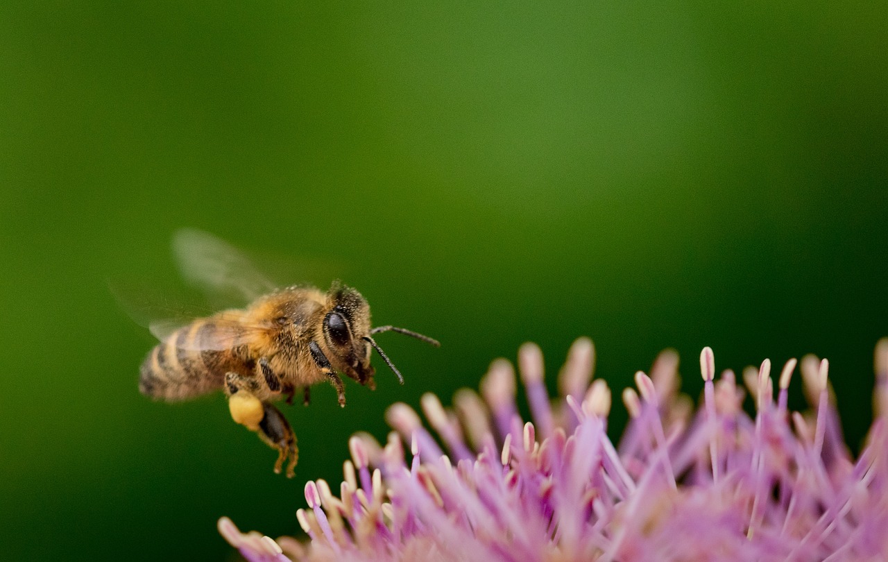 découvrez la richesse de la biodiversité, un enjeu crucial pour la santé de notre planète. comprenez son importance, les menaces qui la pèsent et comment protéger notre écosystème pour les générations futures.