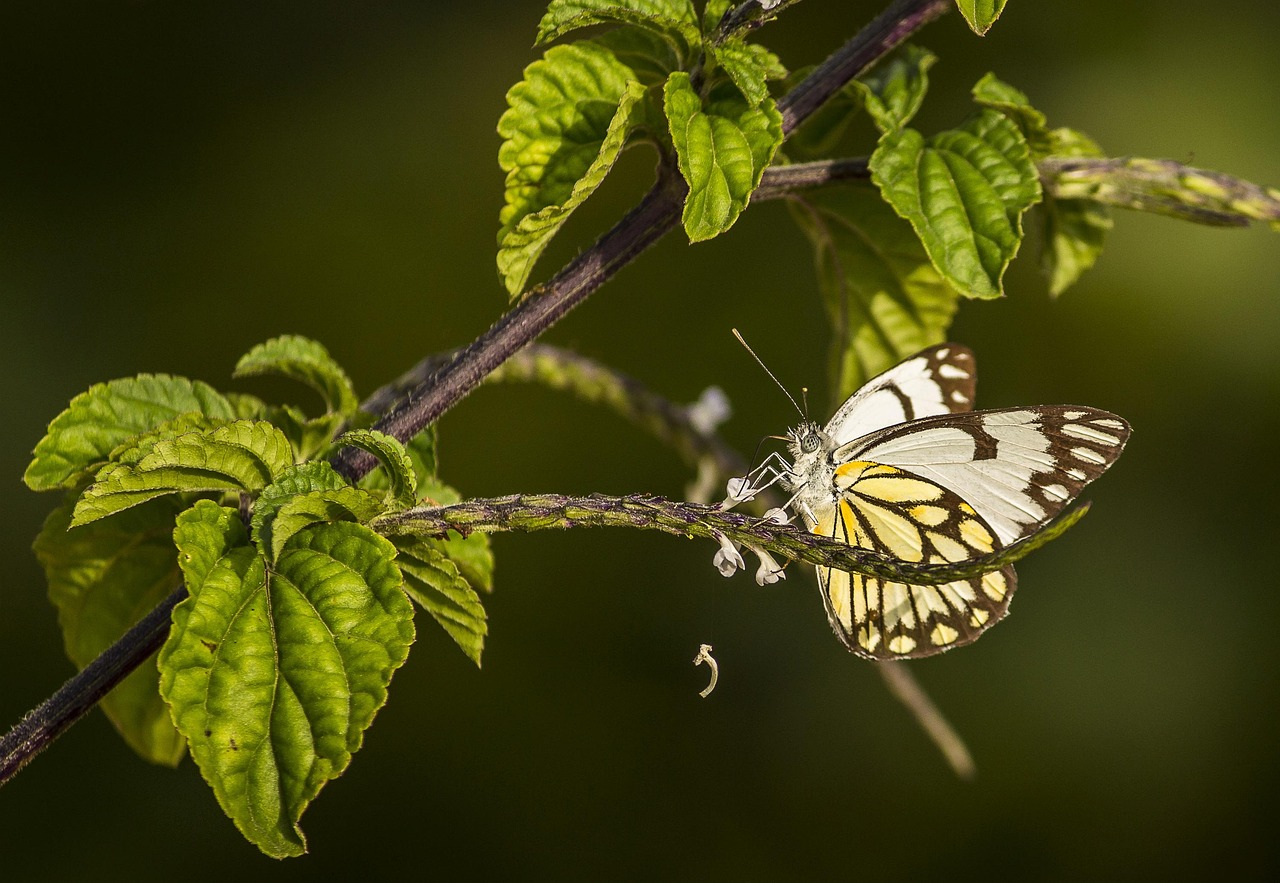 découvrez l'importance de la biodiversité pour notre planète, ses nombreux bienfaits pour l'écosystème et les actions que nous pouvons entreprendre pour la préserver. engagez-vous pour un avenir durable et riche en diversité!