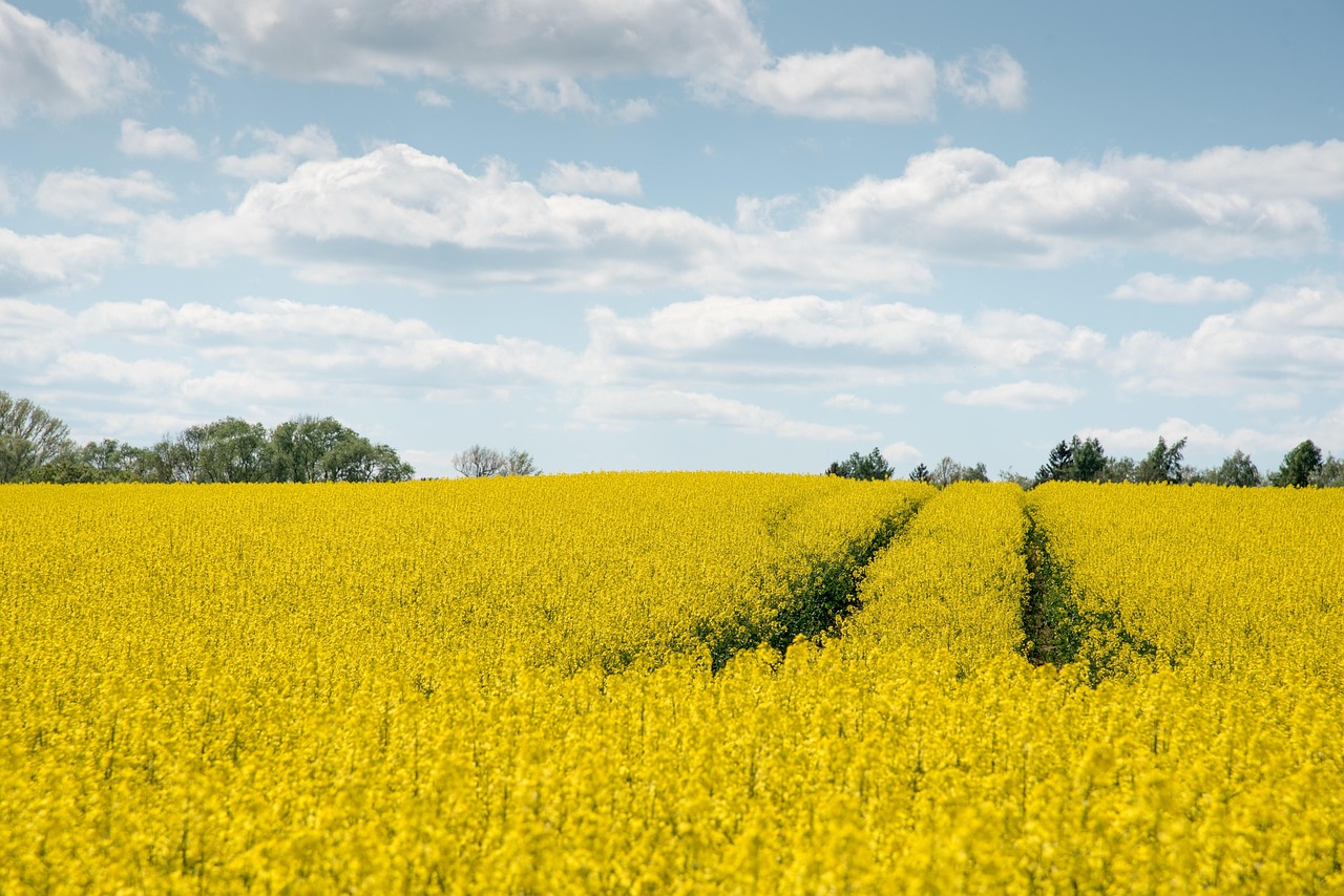 découvrez le monde de la bioénergie, une source d'énergie renouvelable et durable transformant les biomasses en électricité, chaleur et carburants. explorez ses avantages environnementaux et son rôle crucial dans la transition énergétique.