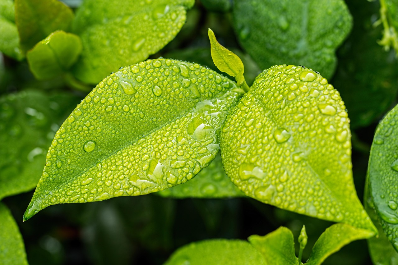 découvrez l'écologie, l'étude des interactions entre les êtres vivants et leur environnement. apprenez l'importance de la préservation de la biodiversité et des écosystèmes pour garantir un avenir durable à notre planète.