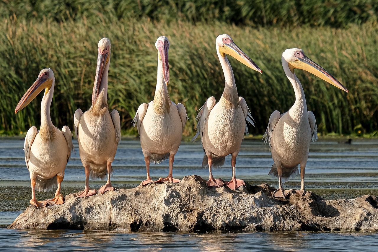 plongez dans l'univers fascinant de l'écologie, où nous explorons l'interconnexion entre les êtres vivants et leur environnement. découvrez les enjeux liés à la biodiversité, à la conservation des espèces, et aux solutions durables pour un avenir respectueux de notre planète.