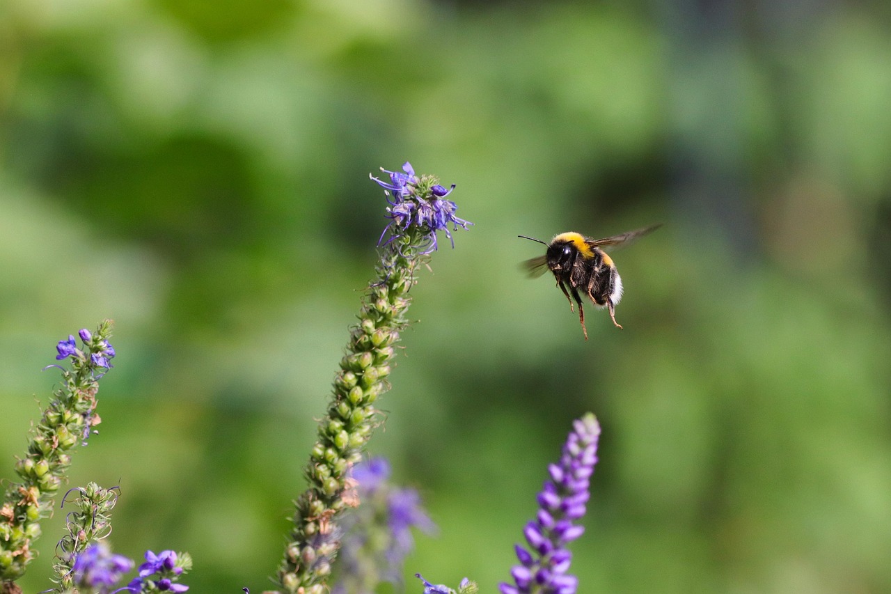 découvrez les écosystèmes, ces merveilleuses formations naturelles regroupant des communautés d'organismes interconnectés. apprenez comment ces systèmes complexes fonctionnent et l'importance de leur préservation pour la biodiversité et l'équilibre de notre planète.