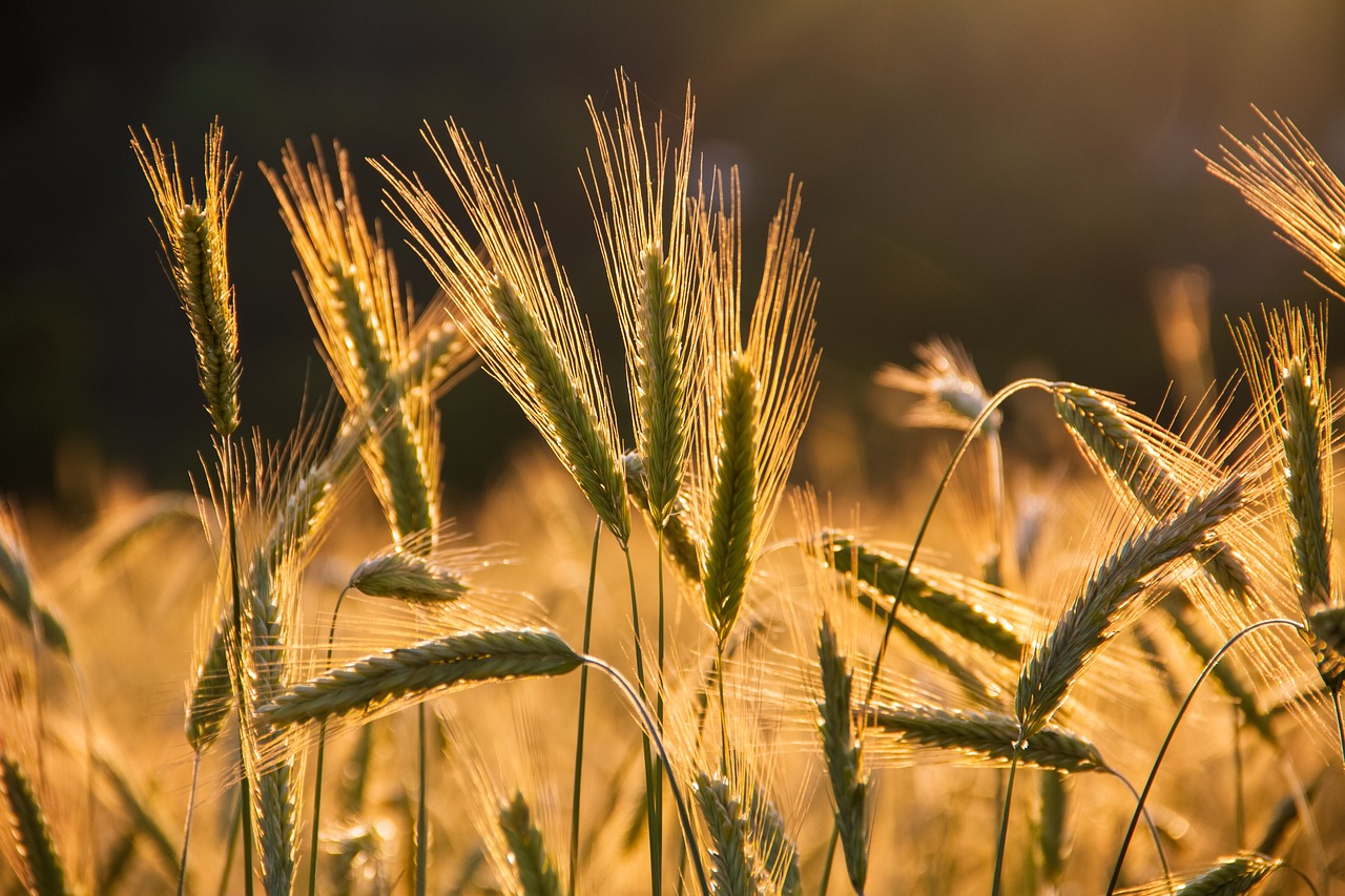 découvrez comment protéger nos terres pour préserver l'environnement et assurer un avenir durable. explorez des stratégies et des initiatives efficaces de protection des sols.