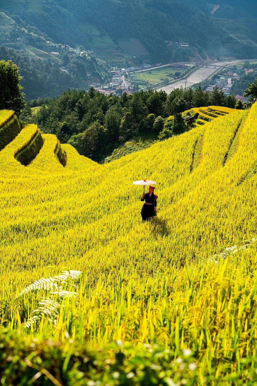 découvrez l'agriculture résiliente, une approche innovante et durable qui combine pratiques écologiques et techniques modernes pour faire face aux défis climatiques et assurer la sécurité alimentaire tout en préservant nos ressources naturelles.