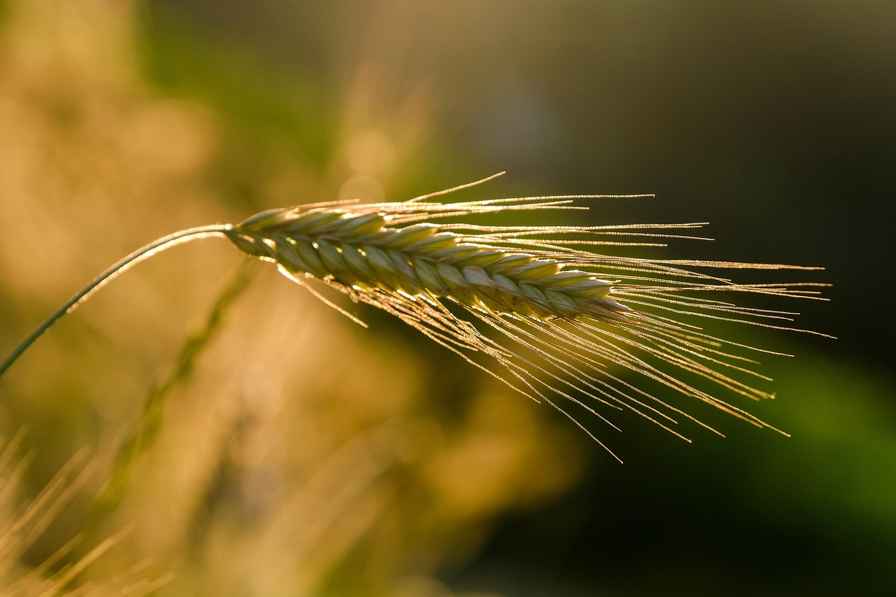 découvrez les principes de l'agriculture résiliente, une approche innovante et durable qui renforce la capacité des exploitations à s'adapter aux changements climatiques tout en préservant la biodiversité et en optimisant les ressources. apprenez comment mettre en œuvre des pratiques agricoles durables pour assurer la sécurité alimentaire de demain.
