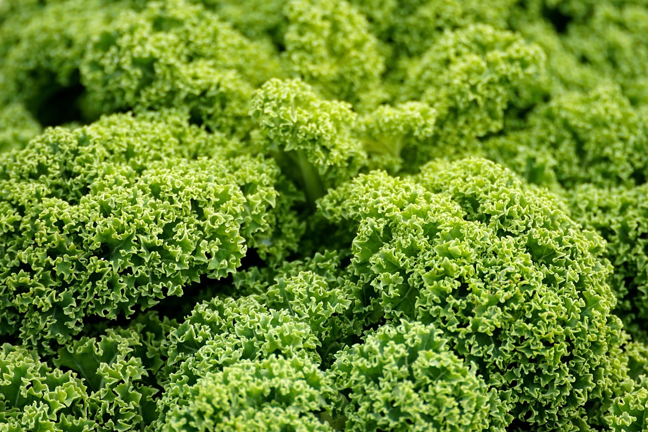 découvrez comment l'agriculture résiliente transforme les pratiques agricoles pour répondre aux défis climatiques, renforcer la biodiversité et assurer une sécurité alimentaire durable. apprenez les techniques innovantes et les stratégies qui favorisent une agriculture durable et adaptable aux changements environnementaux.