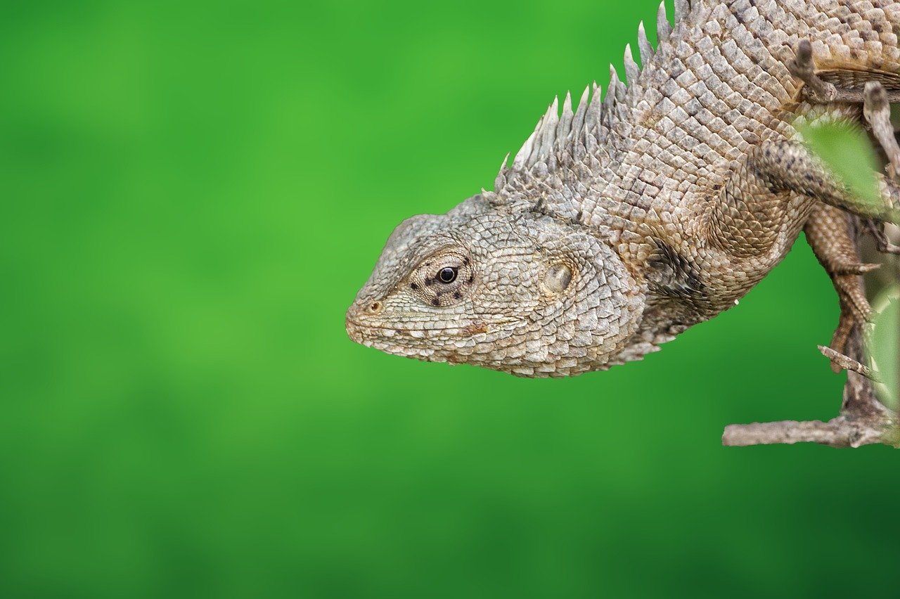 découvrez l'importance de la biodiversité urbaine et son rôle essentiel dans la création de villes durables et résilientes. explorez comment la nature s'intègre dans nos environnements urbains et les bienfaits qu'elle apporte à notre qualité de vie.