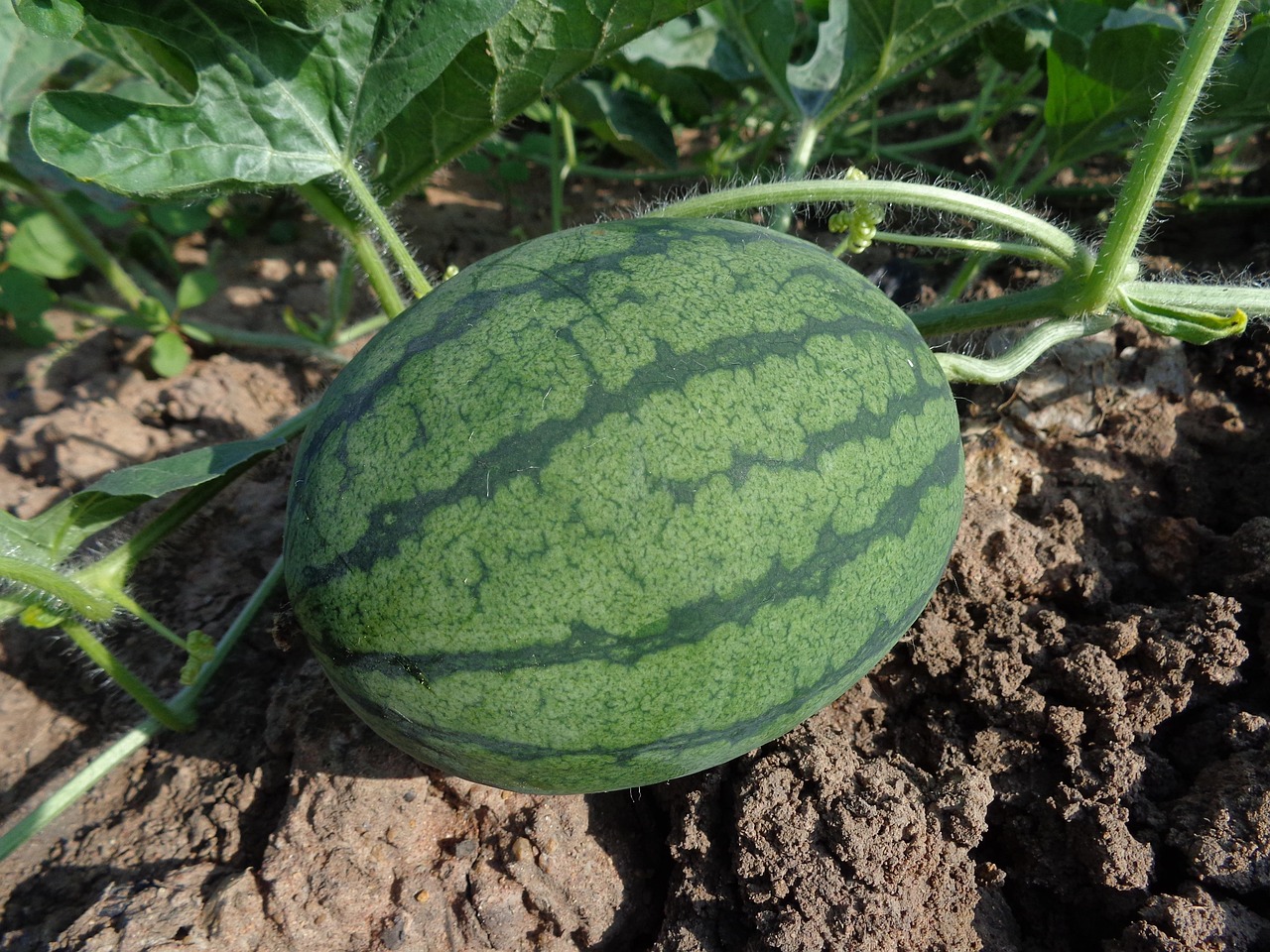 découvrez l'urban farming, une pratique innovante qui permet de cultiver des fruits et légumes en milieu urbain. apprenez comment cette agriculture durable transforme nos villes en espaces verts, améliore la qualité de vie et réduit l'empreinte carbone. rejoignez le mouvement pour un futur plus écoresponsable!
