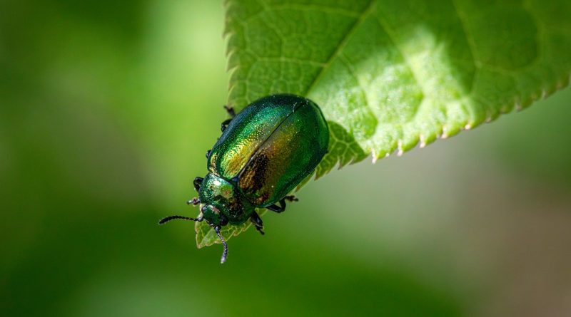 découvrez l'importance de la biodiversité pour notre planète et comment elle influence notre écosystème. explorez les différentes espèces, leur rôle et les moyens de préserver notre environnement pour les générations futures.