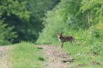 découvrez comment les écosystèmes résilients s'adaptent et prospèrent face aux changements environnementaux. apprenez l'importance de la biodiversité et des interactions entre les espèces pour maintenir des habitats sains et durables.