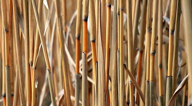 découvrez le monde de la biomasse, une source d'énergie renouvelable et durable. apprenez comment elle est produite, ses avantages pour l'environnement et son rôle dans la transition énergétique. explorez les différents types de biomasse et leur impact sur notre futur énergétique.