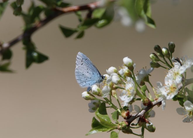 Protection des espèces menacées : Comment agir pour préserver la biodiversité