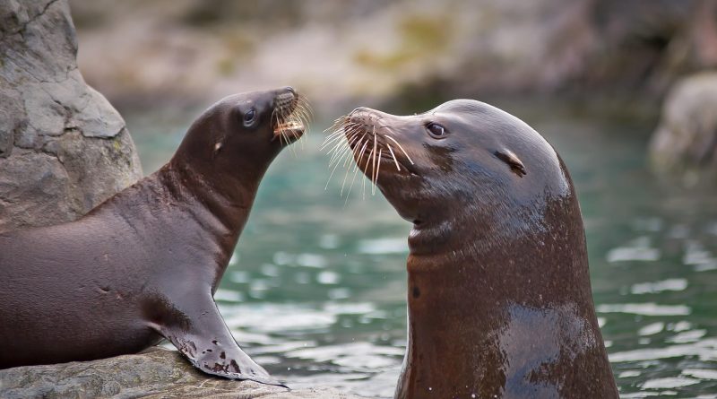 découvrez les ressources marines, leur importance pour l'écosystème marin et le développement durable. apprenez comment la conservation et l'utilisation responsable de ces ressources peuvent contribuer à la biodiversité et à l'économie bleue.
