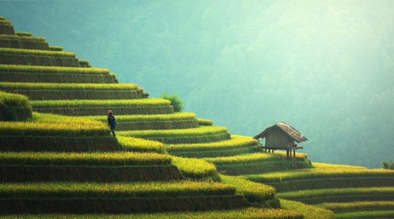 découvrez l'agriculture durable : une approche innovante qui préserve notre environnement tout en garantissant une production alimentaire responsable et respectueuse des ressources naturelles. explorez les pratiques essentielles pour cultiver de manière écologique et durable.