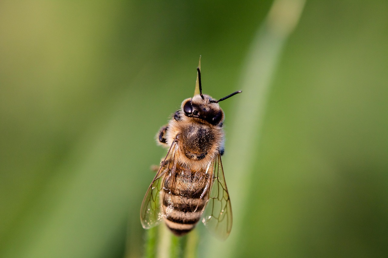 découvrez l'importance de la biodiversité, la diversité des espèces et des écosystèmes qui soutiennent la vie sur terre. explorez les enjeux de conservation et les initiatives pour préserver notre héritage naturel.