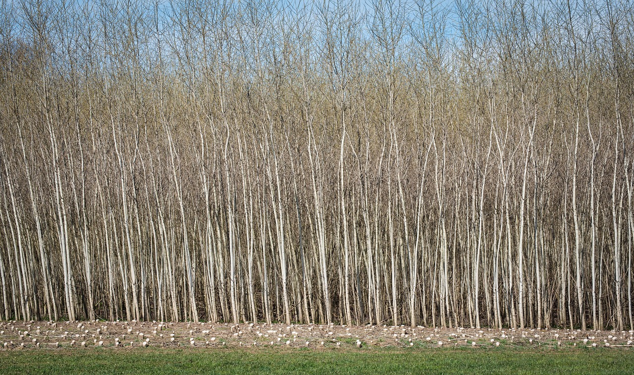découvrez les avantages de la biomasse en tant que source d'énergie renouvelable. apprenez comment cette solution durable contribue à réduire les émissions de gaz à effet de serre, tout en valorisant les déchets organiques. explorez les applications et les technologies liées à la biomasse pour un avenir énergétique plus vert.