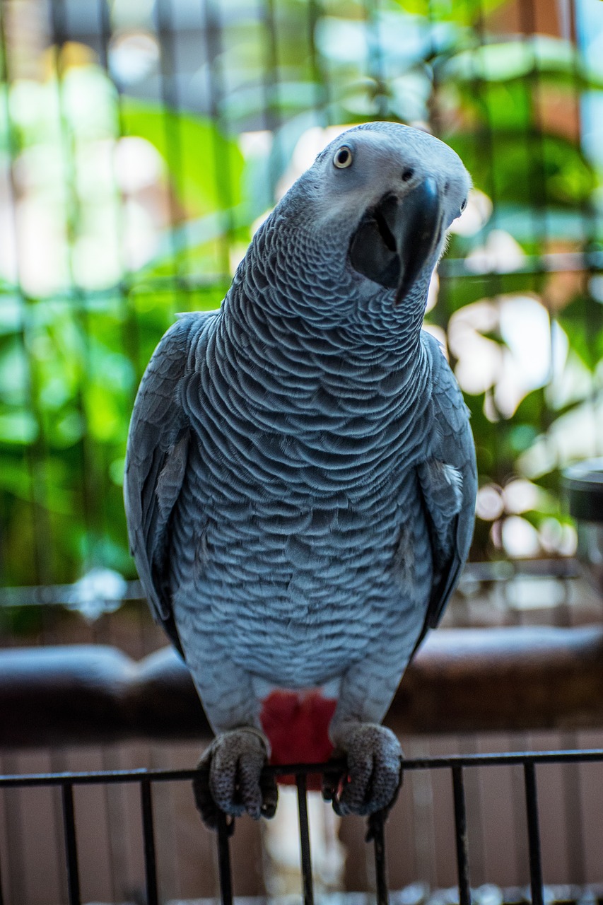 découvrez les forêts du bassin du congo, véritables poumons de la planète, riches en biodiversité et en espèces uniques. apprenez l'importance de leur préservation pour l'écosystème mondial et les communautés locales.