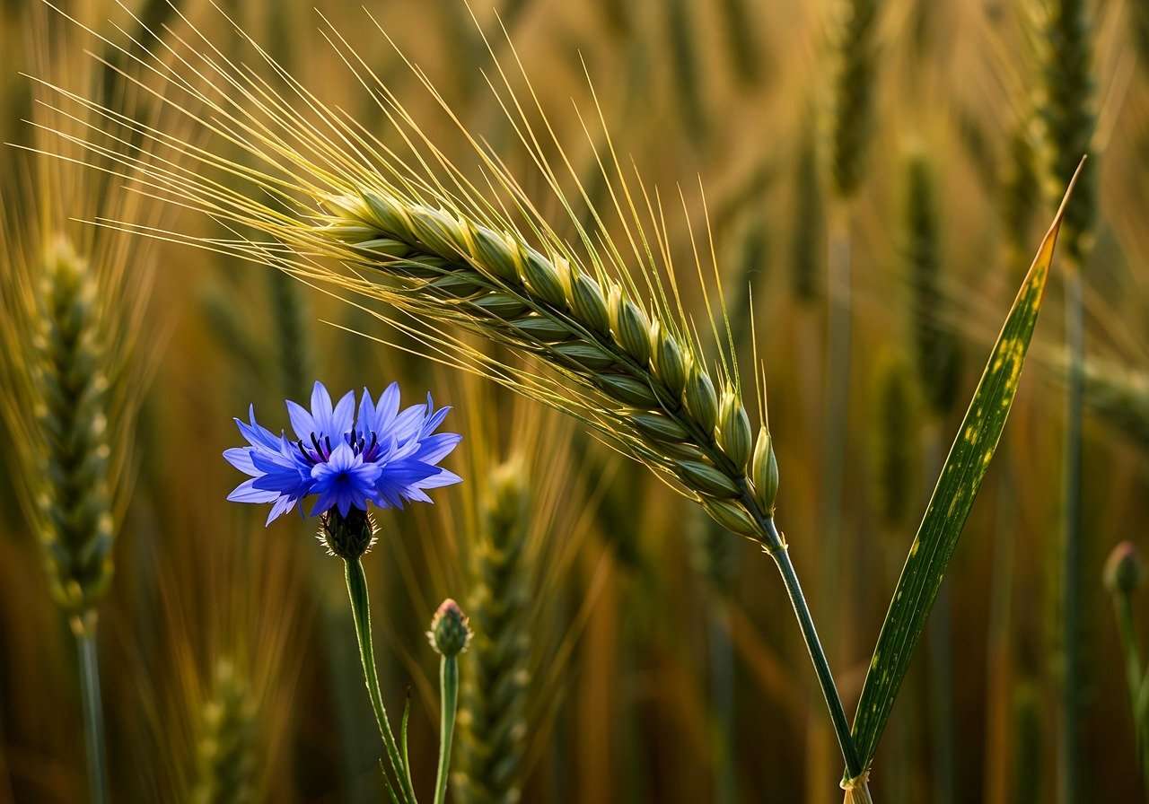 découvrez l'agriculture durable : une approche respectueuse de l'environnement qui préserve les ressources naturelles, favorise la biodiversité et garantit une production alimentaire responsable. explorez des pratiques innovantes et des solutions écologiques.