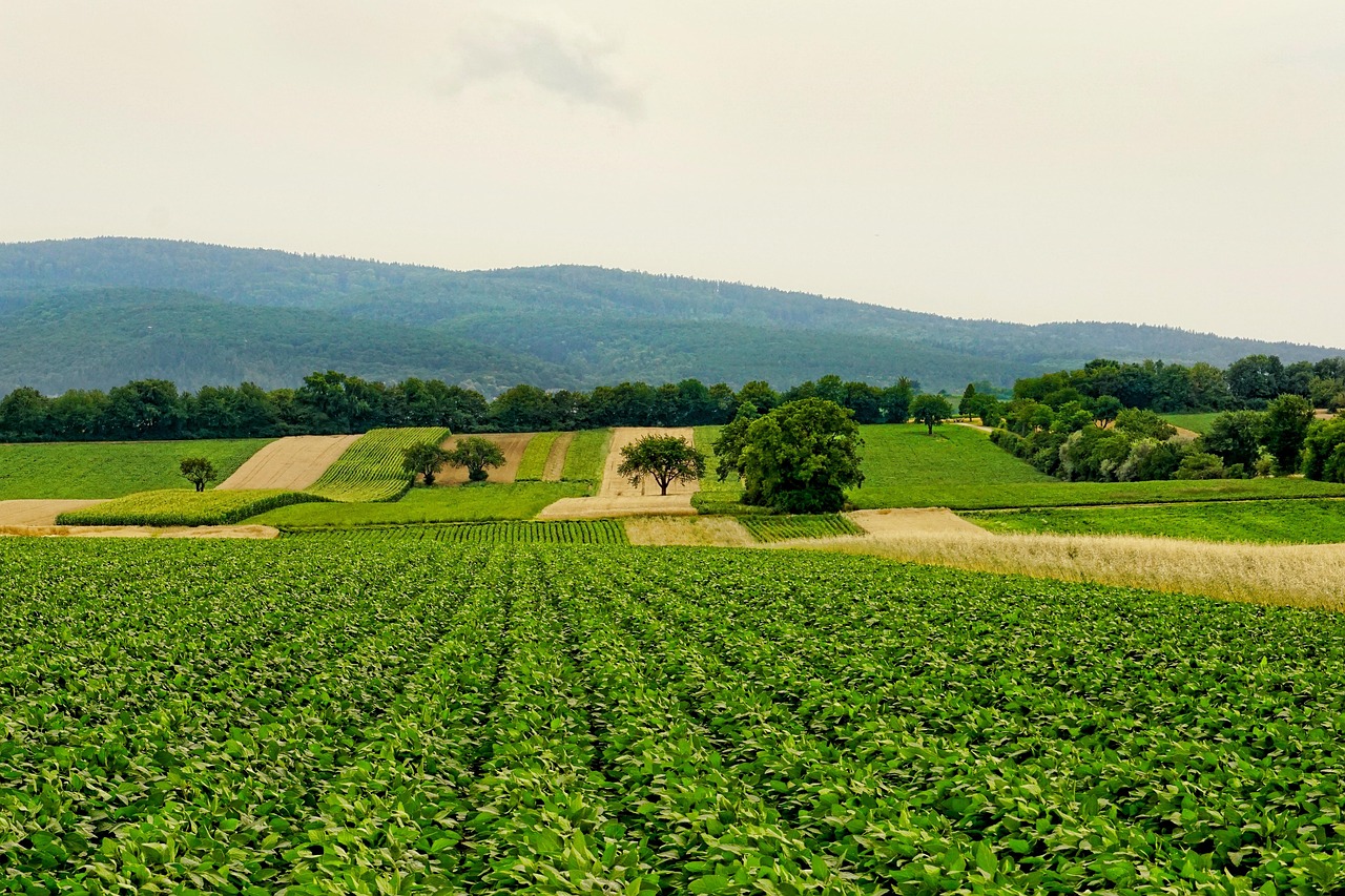 découvrez l'agriculture urbaine, une pratique innovante qui transforme nos villes en espaces verts. apprenez comment cultiver des aliments frais et durables en milieu urbain tout en réduisant l'empreinte carbone et en améliorant la qualité de vie.
