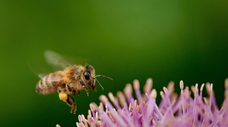 découvrez la biodiversité : son importance, ses menaces et les solutions pour préserver la richesse de la nature. comprenez comment la biodiversité soutient la vie sur terre et pourquoi il est essentiel de la protéger.