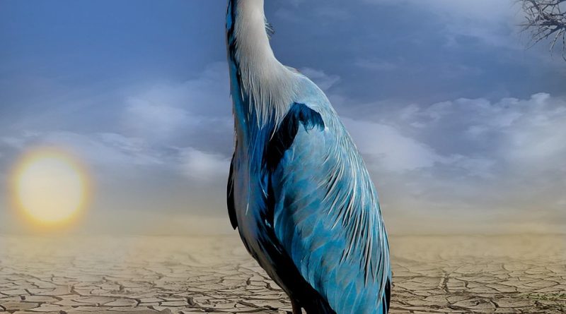 découvrez l'impact du changement climatique sur notre planète, explorez les causes, les conséquences et les solutions pour un avenir durable et respectueux de l'environnement.
