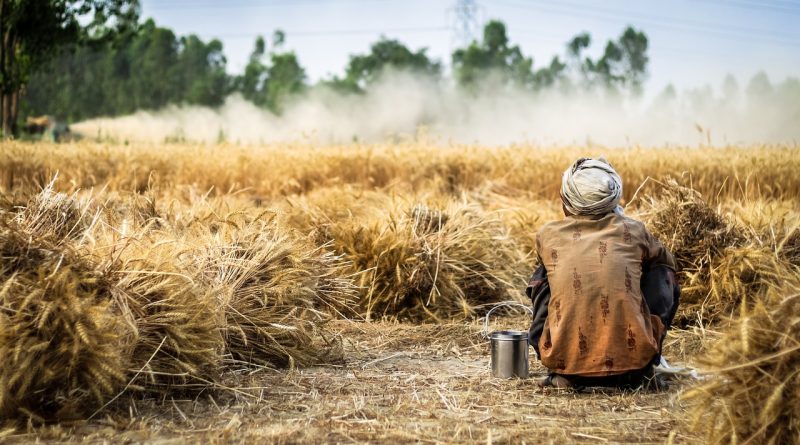 découvrez les principes et avantages de l'agriculture biologique : méthodes naturelles, respect de l'environnement et production d'aliments sains pour une alimentation durable.