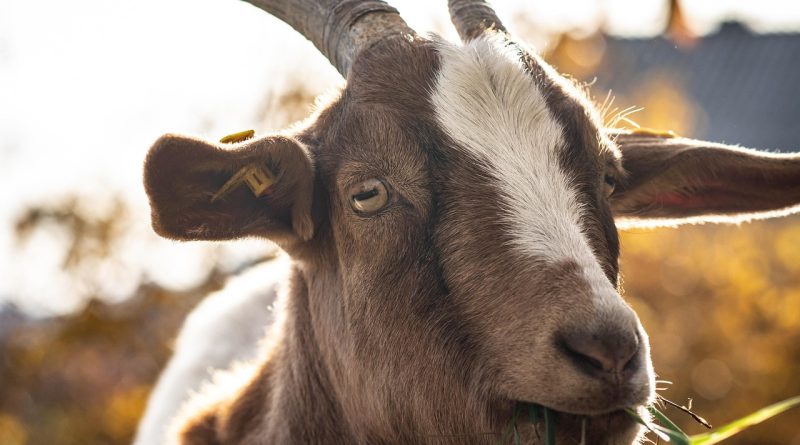 découvrez tout ce qu’il faut savoir sur le bétail : élevage, espèces, gestion durable et innovations pour optimiser la production animale.