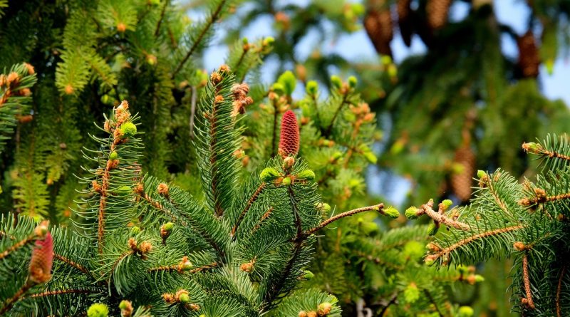 découvrez la gestion durable des forêts : pratiques et stratégies pour préserver les ressources forestières, protéger la biodiversité et soutenir le développement économique tout en respectant l’environnement.