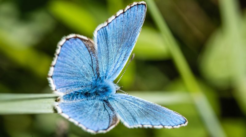 découvrez le rôle essentiel du spécialiste de la biodiversité : protection des écosystèmes, préservation des espèces et conseils pour promouvoir la diversité biologique. idéal pour comprendre les enjeux environnementaux actuels.