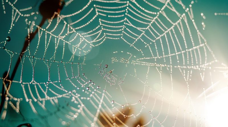 découvrez l'importance de la préservation des habitats naturels pour protéger la biodiversité. comprenez les enjeux, les menaces et les actions possibles pour préserver notre environnement et assurer un avenir durable.