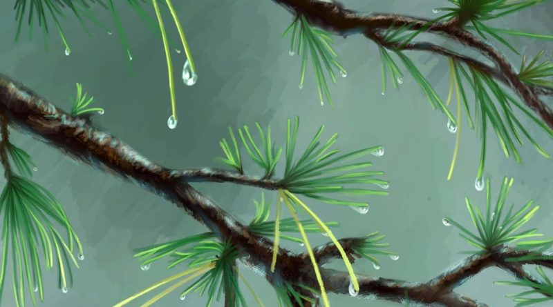 découvrez les stratégies innovantes pour la réintégration écologique, visant à restaurer et revitaliser les écosystèmes tout en favorisant un équilibre durable entre l'homme et la nature.
