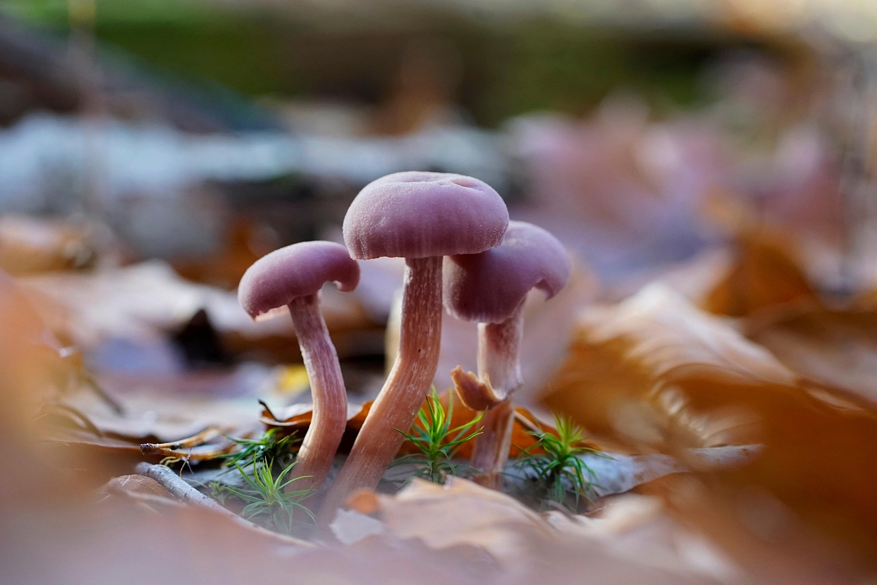 découvrez tout sur la biodiversité : son importance, ses menaces et les actions à mener pour préserver la richesse des espèces animales et végétales qui peuplent notre planète.