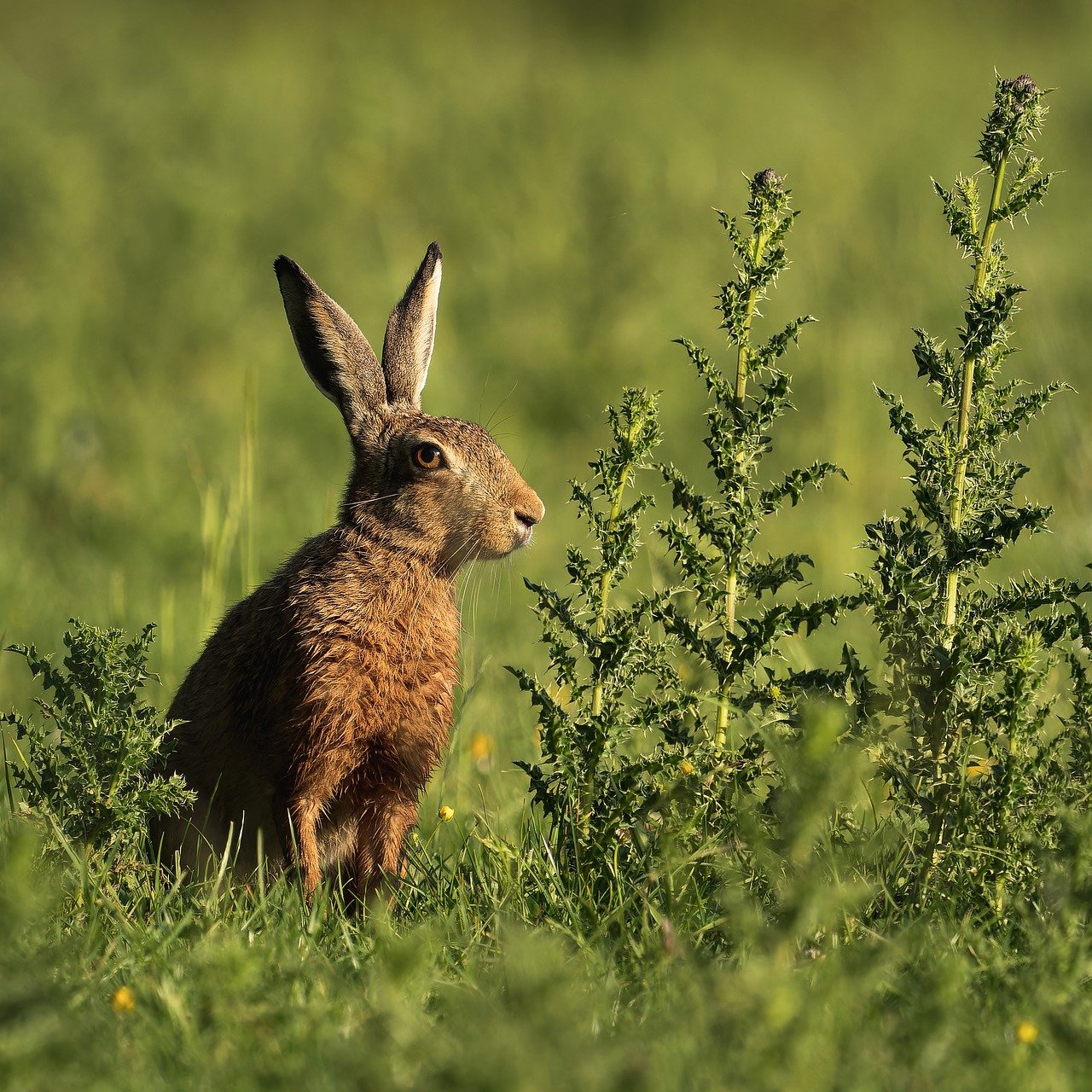 découvrez l'importance de la biodiversité, son rôle essentiel pour l'équilibre des écosystèmes et les actions à entreprendre pour préserver la richesse des espèces animales et végétales.