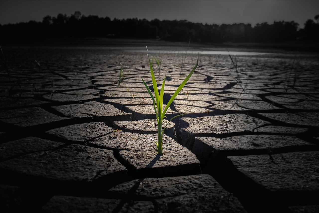 découvrez comment renforcer la résilience climatique grâce à des stratégies innovantes et des solutions durables pour mieux s’adapter aux impacts du changement climatique.