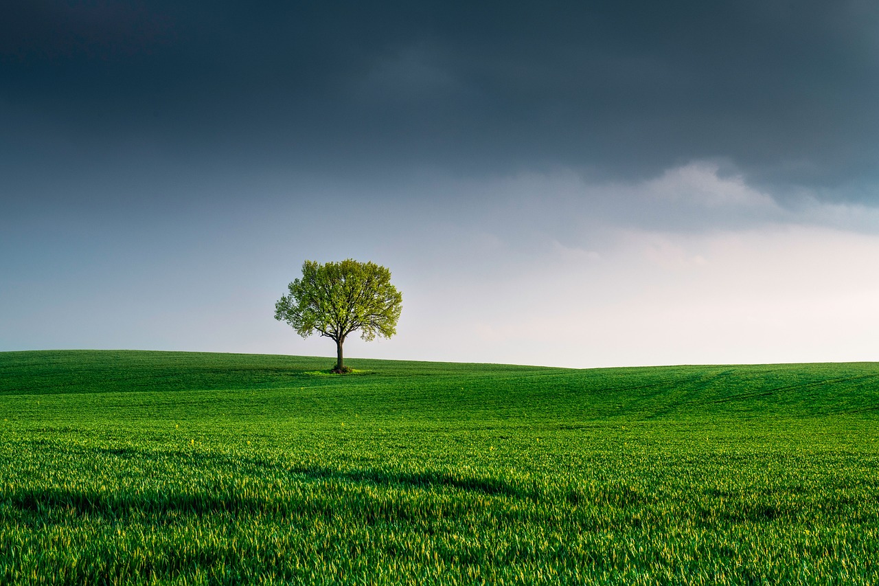 célébrez earth day avec nous ! découvrez l'importance de la protection de l’environnement, des gestes éco-responsables et des idées pour préserver la planète au quotidien.