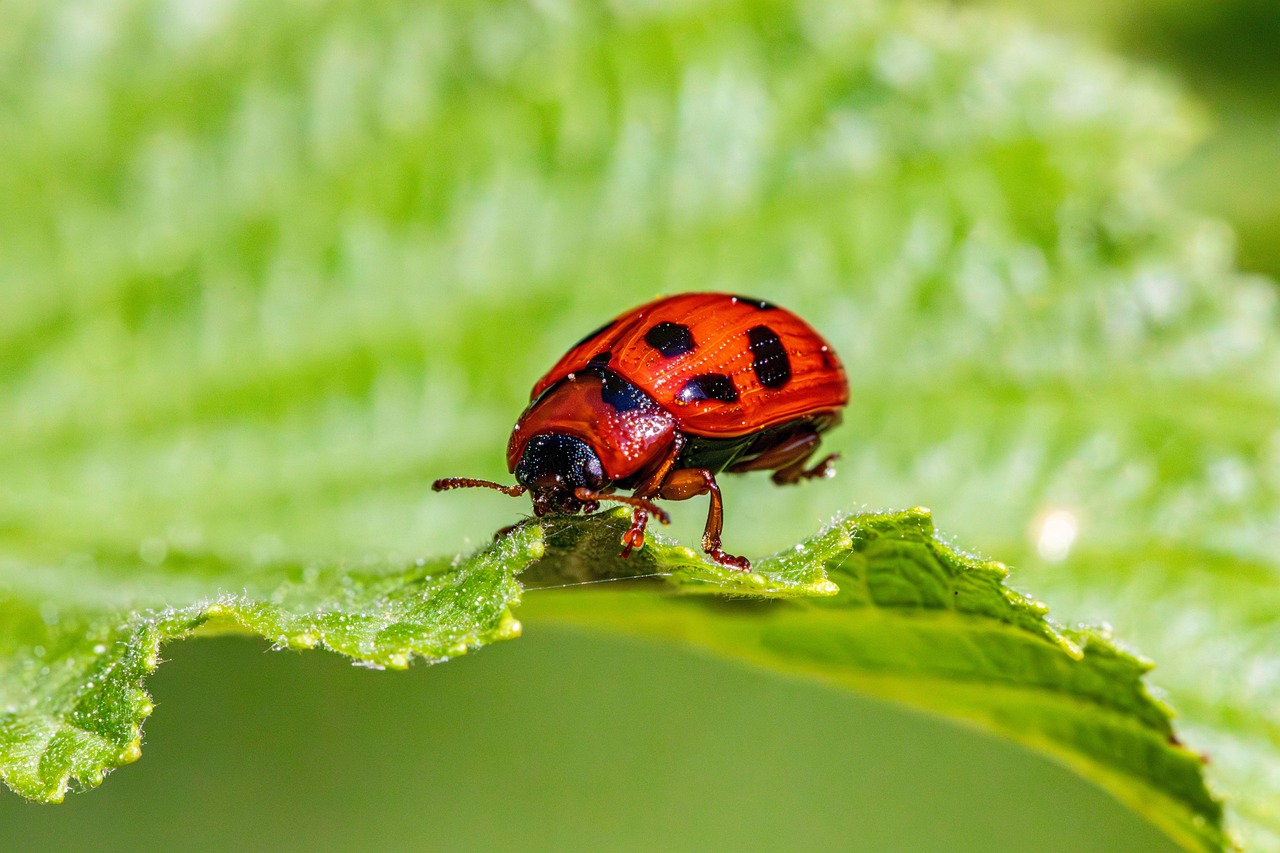découvrez l'écologie intégrée, une approche innovante qui combine différents aspects de l'environnement pour favoriser la durabilité et la biodiversité. apprenez comment cette méthode holistique peut contribuer à la protection de nos écosystèmes et à un développement durable harmonieux.