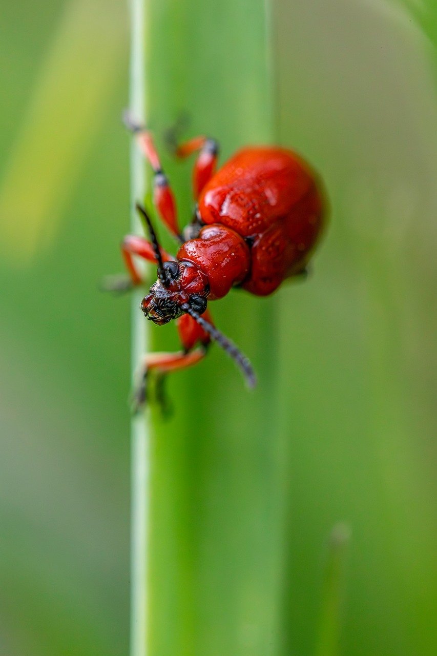 découvrez comment l'écologie intégrée harmonise les systèmes naturels et humains pour une durabilité accrue. apprenez les principes fondamentaux, les meilleures pratiques et les innovations qui favorisent une coexistence équilibrée entre l'environnement et le développement.