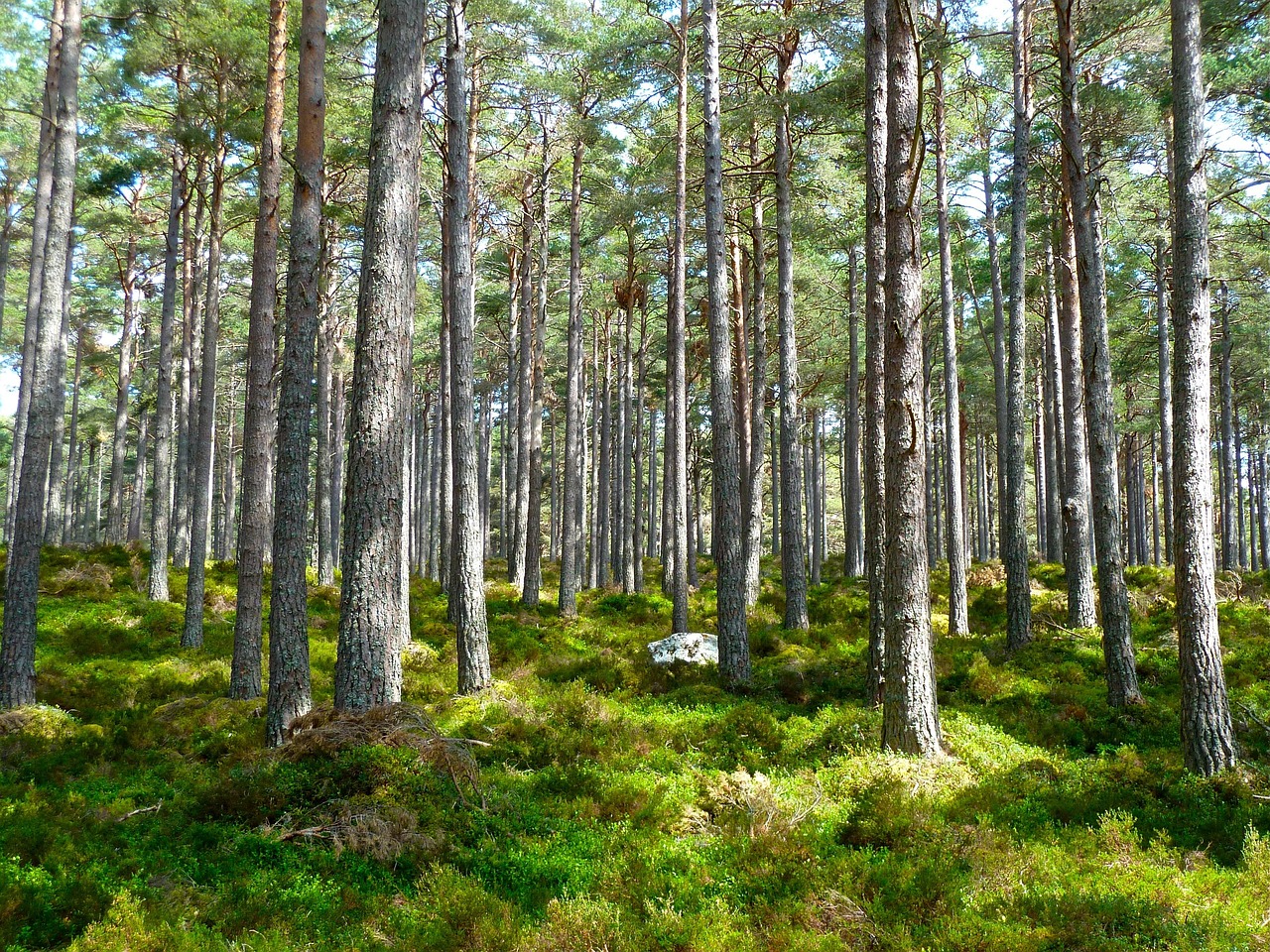 découvrez l'écologie intégrée, un champ d'étude pluridisciplinaire qui allie science, développement durable et gestion des ressources naturelles pour promouvoir un équilibre harmonieux entre l'environnement et les besoins humains.