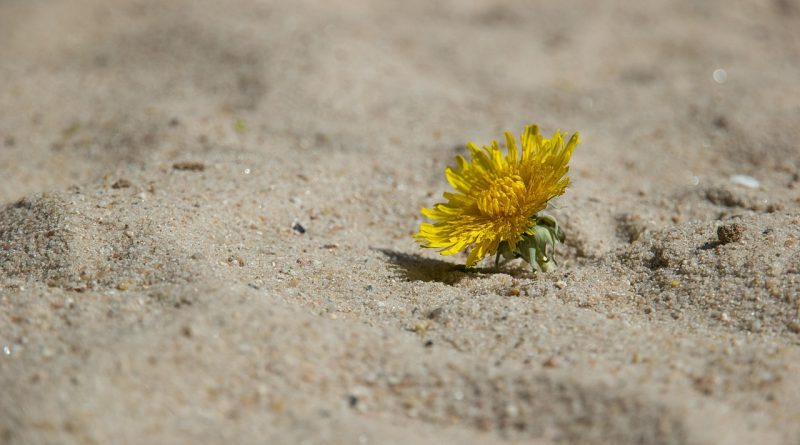 découvrez comment renforcer la résilience climatique pour mieux s’adapter aux changements environnementaux, protéger les communautés et assurer un avenir durable face aux défis du climat.