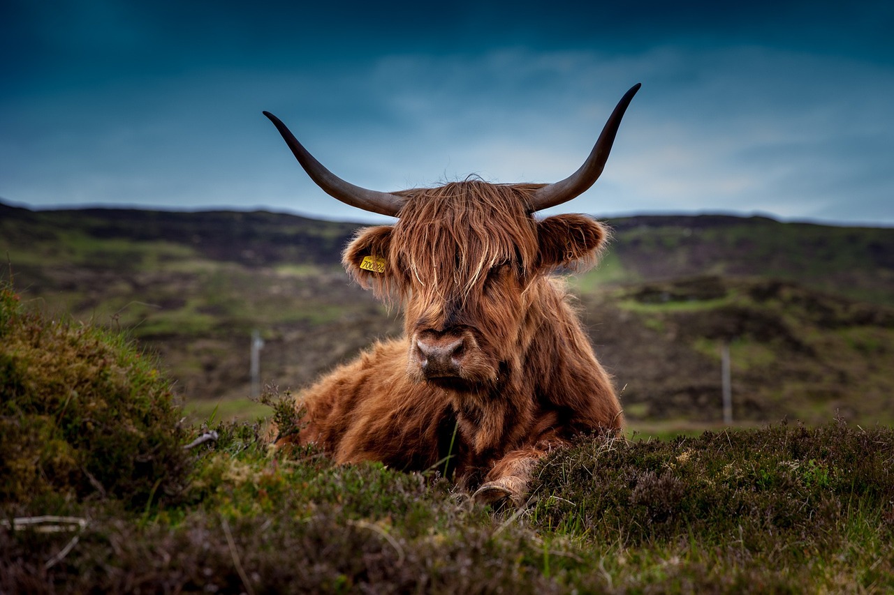 découvrez tout sur le livestock : élevage, gestion, bien-être animal et actualités du secteur. conseils pratiques et innovations pour optimiser votre production d'animaux d’élevage.