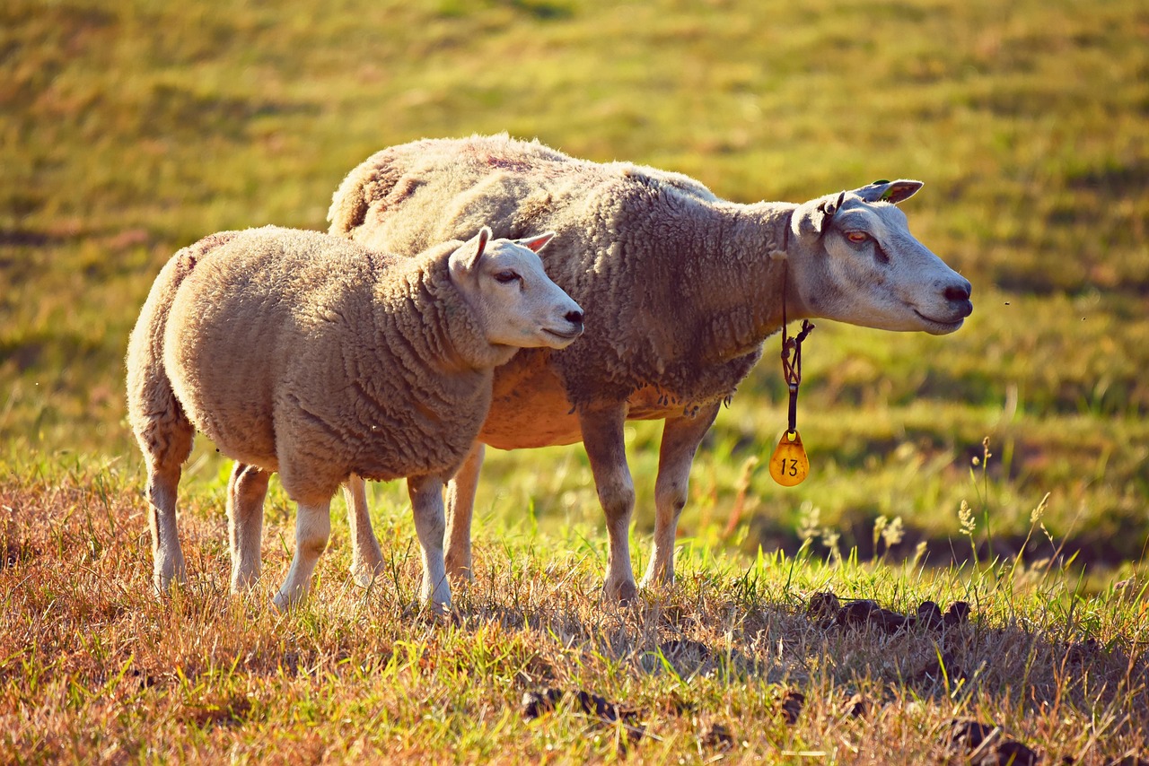 découvrez tout ce qu'il faut savoir sur l'élevage : gestion des animaux, conseils pratiques et actualités du secteur pour améliorer votre exploitation d'élevage.